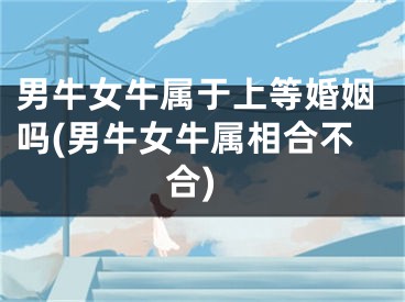男牛女牛属于上等婚姻吗(男牛女牛属相合不合)