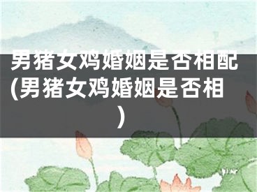 男猪女鸡婚姻是否相配(男猪女鸡婚姻是否相)