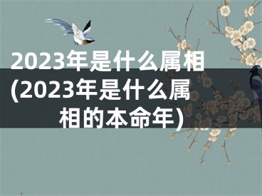 2023年是什么属相(2023年是什么属相的本命年)