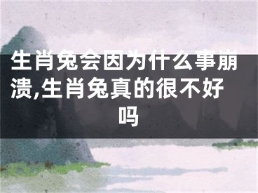 生肖兔会因为什么事崩溃,生肖兔真的很不好吗