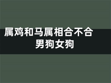 属鸡和马属相合不合 男狗女狗