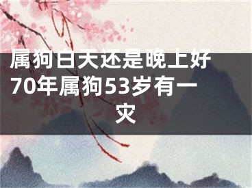 属狗白天还是晚上好 70年属狗53岁有一灾
