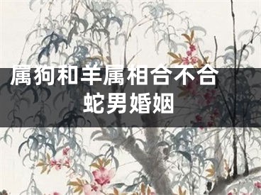 属狗和羊属相合不合 蛇男婚姻