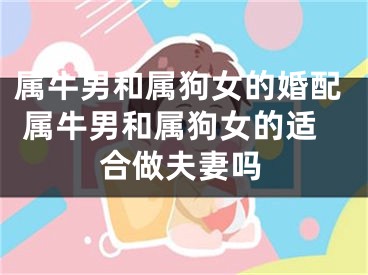 属牛男和属狗女的婚配 属牛男和属狗女的适合做夫妻吗