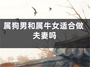 属狗男和属牛女适合做夫妻吗