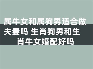 属牛女和属狗男适合做夫妻吗 生肖狗男和生肖牛女婚配好吗