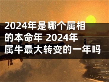 2024年是哪个属相的本命年 2024年属牛最大转变的一年吗