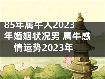 85年属牛人2023年婚姻状况男 属牛感情运势2023年