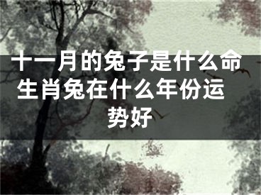 十一月的兔子是什么命 生肖兔在什么年份运势好
