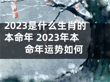 2023是什么生肖的本命年 2023年本命年运势如何