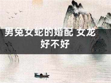 男兔女蛇的婚配 女龙好不好