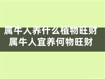 属牛人养什么植物旺财属牛人宜养何物旺财