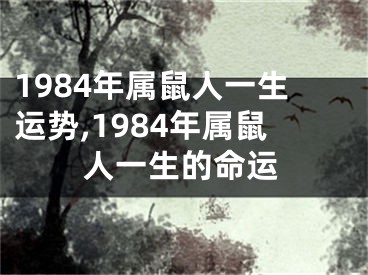1984年属鼠人一生运势,1984年属鼠人一生的命运