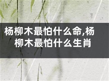 杨柳木最怕什么命,杨柳木最怕什么生肖