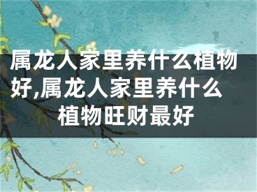属龙人家里养什么植物好,属龙人家里养什么植物旺财最好