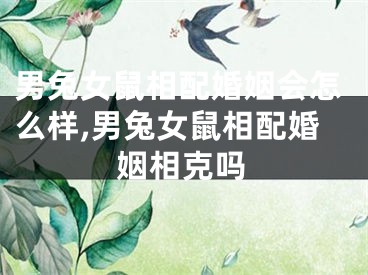 男兔女鼠相配婚姻会怎么样,男兔女鼠相配婚姻相克吗