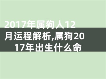2017年属狗人12月运程解析,属狗2017年出生什么命