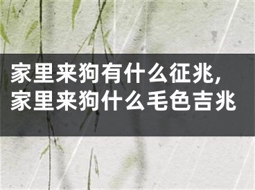 家里来狗有什么征兆,家里来狗什么毛色吉兆