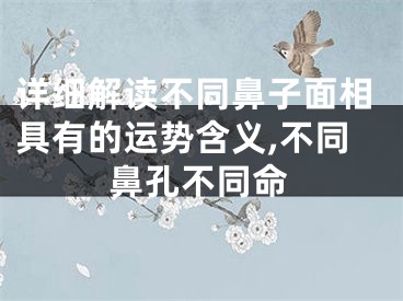 详细解读不同鼻子面相具有的运势含义,不同鼻孔不同命