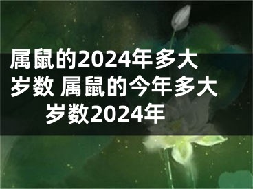 属鼠的2024年多大岁数 属鼠的今年多大岁数2024年