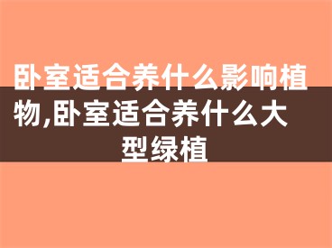 卧室适合养什么影响植物,卧室适合养什么大型绿植