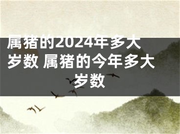 属猪的2024年多大岁数 属猪的今年多大岁数