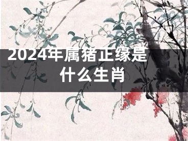 2024年属猪正缘是什么生肖