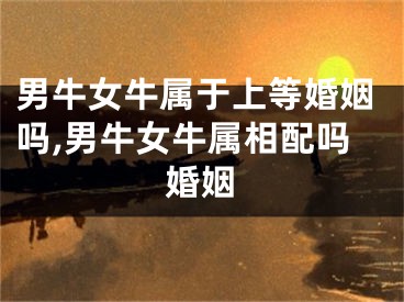 男牛女牛属于上等婚姻吗,男牛女牛属相配吗婚姻