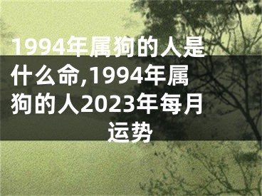 1994年属狗的人是什么命,1994年属狗的人2023年每月运势