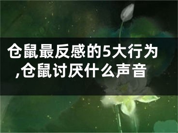 仓鼠最反感的5大行为,仓鼠讨厌什么声音