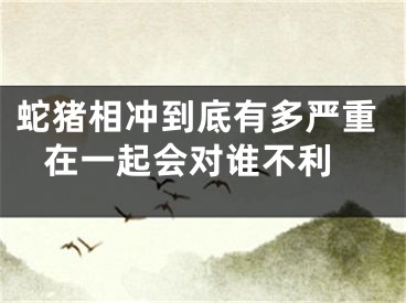 蛇猪相冲到底有多严重 在一起会对谁不利