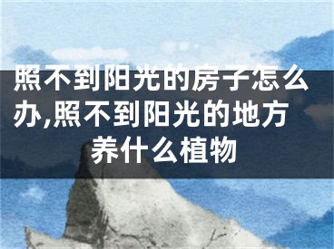 照不到阳光的房子怎么办,照不到阳光的地方养什么植物