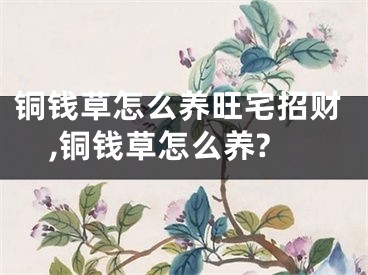 铜钱草怎么养旺宅招财,铜钱草怎么养?