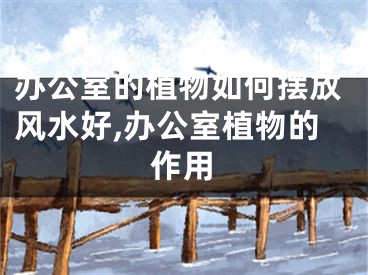 办公室的植物如何摆放风水好,办公室植物的作用