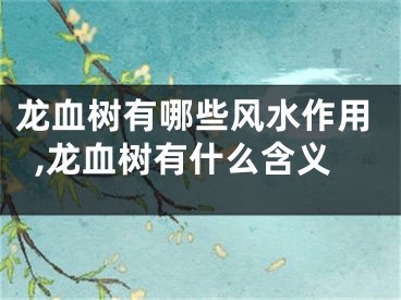龙血树有哪些风水作用,龙血树有什么含义