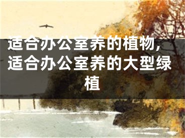 适合办公室养的植物,适合办公室养的大型绿植