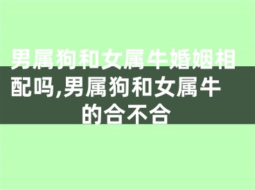 男属狗和女属牛婚姻相配吗,男属狗和女属牛的合不合