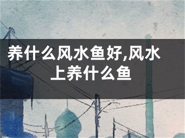 养什么风水鱼好,风水上养什么鱼