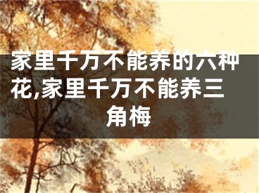 家里千万不能养的六种花,家里千万不能养三角梅