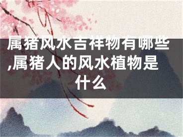 属猪风水吉祥物有哪些,属猪人的风水植物是什么