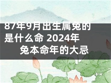 87年9月出生属兔的是什么命 2024年兔本命年的大忌