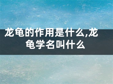 龙龟的作用是什么,龙龟学名叫什么
