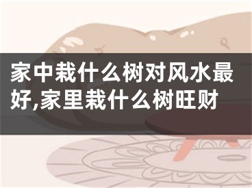 家中栽什么树对风水最好,家里栽什么树旺财