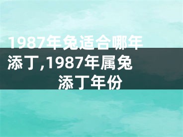 1987年兔适合哪年添丁,1987年属兔添丁年份