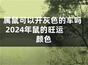 属鼠可以开灰色的车吗 2024年鼠的旺运颜色