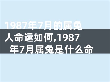 1987年7月的属兔人命运如何,1987年7月属兔是什么命