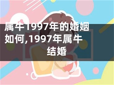 属牛1997年的婚姻如何,1997年属牛结婚