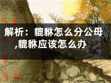 解析：貔貅怎么分公母,貔貅应该怎么办