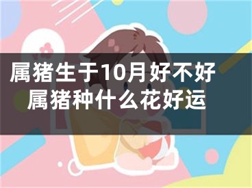 属猪生于10月好不好 属猪种什么花好运