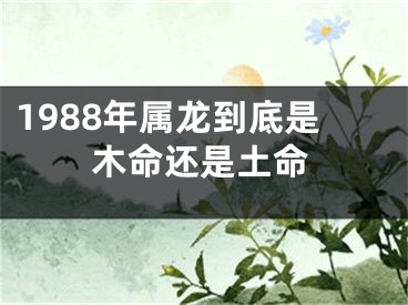 1988年属龙到底是木命还是土命